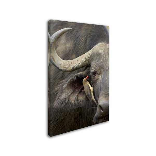 Robert Harding Picture Library 'Buffalo' Canvas Art,30x47